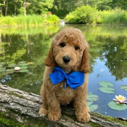 Blossom's Blue Boy - Apricot male Goldendoodle puppy in Kountze, Texas from Texas Doodles LLC