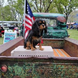Cavalier King Charles Spaniel Puppies from Wasteland Cavaliers