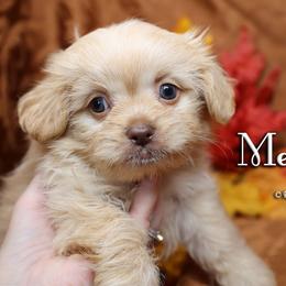 Memphis - Apricot male Mi-Ki puppy in Elizabeth, Colorado from Royal T Mi-Kis