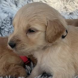 Ladybug - Cream female Goldendoodle puppy in Ambrose, Georgia from Brandilyn's Aussies