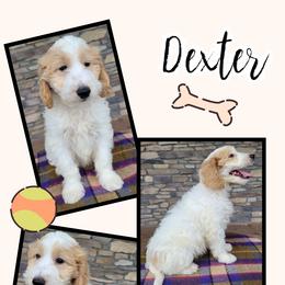 Goldendoodle Puppies from Rose's Doodles