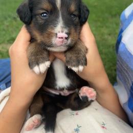 Gilbert - Sable male Bernedoodle puppy in Holden, Missouri from Mid-West Bernedoodles