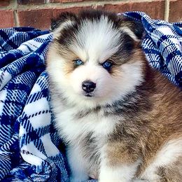 $3,400 - Aethelwulf (Sold) - Black and white Pomsky puppy in South Lyon, Michigan from Blue Pearl Pomskies