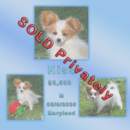 Kiss - White and red male Papillon puppy in Oakland, Maryland from Holly Huxford