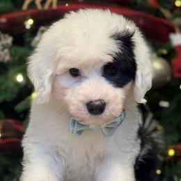 DARK BLUE COLLAR OES MALE - Gray and white male Old English Sheepdog puppy in Mesa, Arizona from Desert Sheepies and Doodles