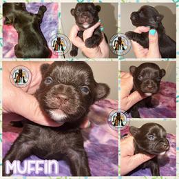 Muffin - Liver female Yorkshire Terrier puppy in London, Kentucky from Soto Yorkies