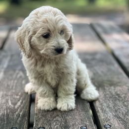 Cockapoo Puppies from East St. Poodles & Doodles