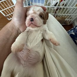 Cavalier King Charles Spaniel Puppies from Reynolds Farms Cavaliers