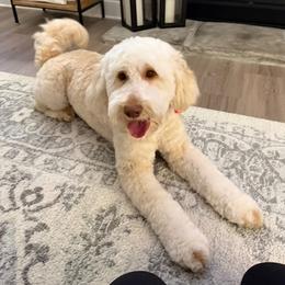 Ridge - Caramel ice female Australian Labradoodle puppy in Matthews, North Carolina from Weddington Labradoodles