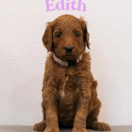 Edith - Red  female Goldendoodle puppy in College Station, Texas from Em & El Doodles