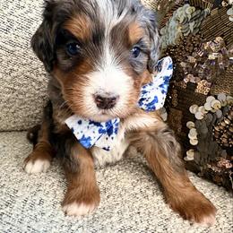 Mr.Blue - Merle male Bernedoodle puppy in Curtice, Ohio from The Pink Doghouse