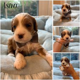 Astro - Red male Australian Labradoodle puppy in Summerfield, North Carolina from Four Oaks Labradoodles