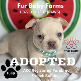 Angela - Cream female French Bulldog puppy in Michigan from Fur Baby Farms