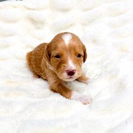 Honey Crisp Cider 'Honey' - Red  female Goldendoodle puppy in Springfield, Ohio from Dawson & Daryn's Royal Companions