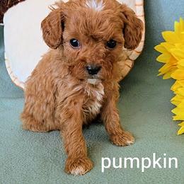 Pumpkin - Red male Cavapoo puppy in Blackfoot, Idaho from Rocky Desert Goldens and Cavaliers