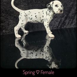 Spring (HUA) - White and black female Dalmatian puppy in Salem, Missouri from Paradise Spots Dalmatians
