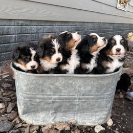Bernese Mountain Dog puppies from Puppies on the Prairie