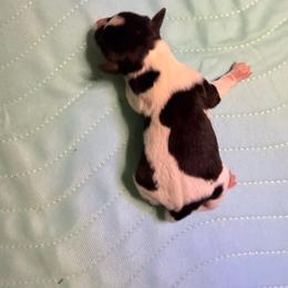 Dopey - Black white and tan male Rat Terrier puppy in Lebanon, Virginia from Majestic Valley Farms