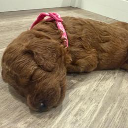 Dark Pink - Red  female Poodle puppy in Orange, Connecticut from Shamrock’s Poodles