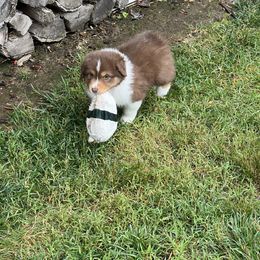 Australian Shepherd Puppies from Gold Hill Aussies