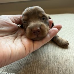 Frost - Chocolate and tan male Dachshund puppy in Delta, Utah from Dix n’ Dot Dachshunds