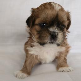 Mochi - Brindle and white female Shih Tzu puppy in Providence, Rhode Island from All4Paws