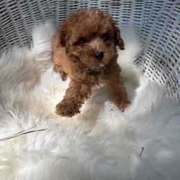 Pekingese, Poodle, and Shih Tzu Puppies from Happy puppies