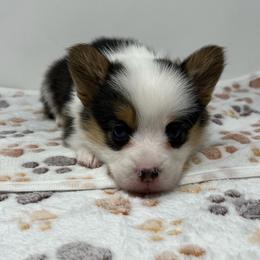 Biscuit - Black and tan female Pembroke Welsh Corgi puppy in Waco, Texas from The Comma Corgis