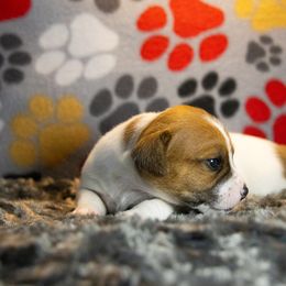 Russell Terrier Puppies from Diamond D Jacks