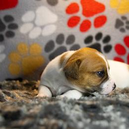 Russell Terrier Puppies from Diamond D Jacks