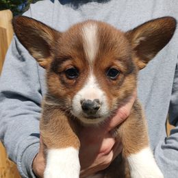 Cedar - Sable male Pembroke Welsh Corgi puppy in Champaign, Illinois from McGovern Family Corgis
