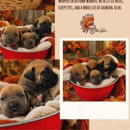 3rd Pick - Fawn male Boerboel puppy in Pennsylvania from Cold River Boerboels