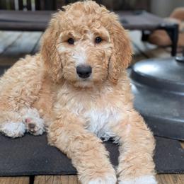 Pink Collar - Apricot female Goldendoodle puppy in Olympia, Washington from Sinclairdoodles