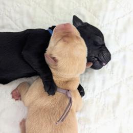 Labrador Retriever Puppies from BAK Forty Ranch