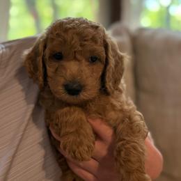 Toby - Apricot male Goldendoodle puppy in Fayetteville, Arkansas from Mountain Grove Doodles