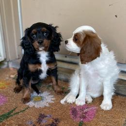Little Void - Black and tan female Cavapoo puppy in Phoenix, Arizona from Larisa's Cavaliers