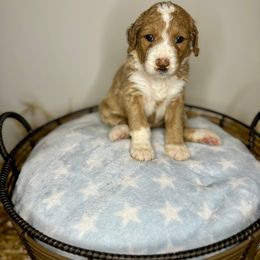 Daffodil - Apricot Goldendoodle puppy in Houston, Texas from Golden Life Doodles