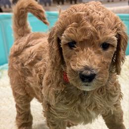 Scarlett - Apricot female Goldendoodle puppy in Maricopa, Arizona from AZ Designer Goldendoodles