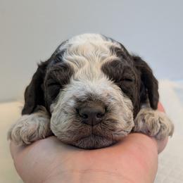 Shimmer - Brown roan male Lagotto Romagnolo puppy in West Jordan, Utah from Salt Lake Lagotto