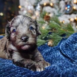 Sakari ( previously Artemisia) - Blue merle female Aussiedoodle puppy in Davie, Florida from Miami Mini Doodles