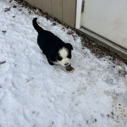 Remington - Black rust and white male Bernese Mountain Dog puppy in Strasburg, Ohio from Lois Allison