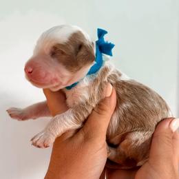 Beau - Blue collar boy - Red  male Goldendoodle puppy in Ruthorfordton, North Carolina from Duncan Doodles Goldendoodles