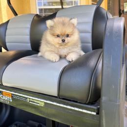 Mufasa - Orange sable male Pomeranian puppy in Bonita Springs, Florida from 🤎 Dreaming Puppies 🐶