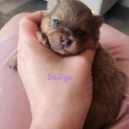 Indigo - Blue sable female Pomeranian puppy in Saint Charles, Missouri from Bisous Pomeranians & Heartland Sh