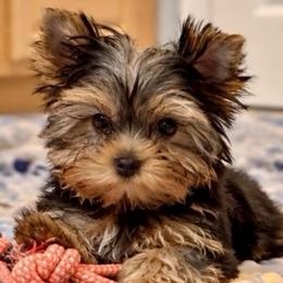 Maggie May - Black and gold female Yorkshire Terrier puppy in Forest Hill, Maryland from Chikito's Yorkies