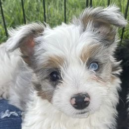 Aussiedoodles from Mini Ausiedoodle Love
