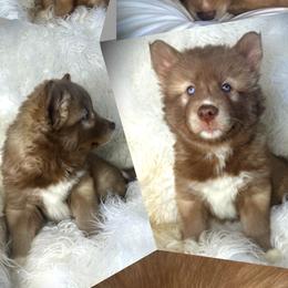 Bloom - Red and white female Siberian Husky puppy in Florence, Kentucky from Moonlight Howl Huskies