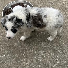 Border Collie Puppies from Roaring River Border Collies