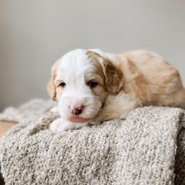 Deckhand - Yachties - Caramel female Australian Labradoodle puppy in Syracuse, Indiana from The Doodle Cove