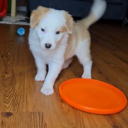 Brandy - Sable female Border Collie puppy in Piedmont, South Carolina from Soaring Borders Border Collies